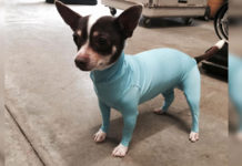 Owner Frustrated By Dog Shedding In Car, Invents Hilarious Doggy Leotards & People Can’t Stop Cracking Up.