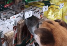 Man Takes Elderly Shelter Dog To Pet Shop, Then Buys Him Everything He Touches