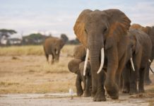 Poachers In Kenya Will Now Face The Death Penalty