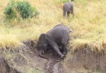 Little Elephants Are Having Fun On Mud Slide, But Wait Until You See Who Slides Down Right After Them