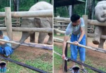 Baby Elephant Wants Worker To Play, And It Is The Cutest Thing We’ve Ever Seen
