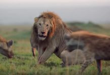 Lion Is Surrounded By 20 Hyenas And Has No Way Out, Until His Brother Turns Up To Save Him
