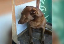 Depressed Dog Is Alone At Shelter For 2 Years, Then Recognizes A Familiar Smell