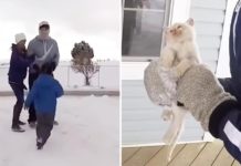 Family Find Frozen Kitten In The Snow – Then They Watch In Awe As A Miracle Happens