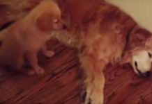 Old Golden Is Having A Nightmare, Now Watch As The Puppy Approaches