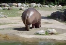 Nearly 30 Million People Have Watched This Video Of A Farting Hippo