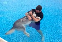 Man Brings His Paralysed Senior Dog Into Pool – The Result Is Bringing Everyone To Tears