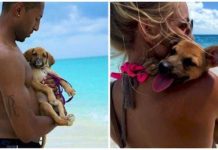 There’s A Tropical Island Full Of Rescue Puppies And It Sounds Amazing