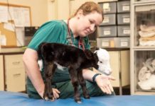 ‘World’s Smallest Cow’ Is The Size Of A Domestic Cat, And He’s The Cutest Thing You’ll See All Day