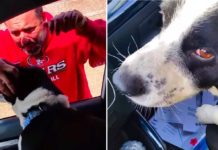 Lost Dog And Worried Owner Reunited In Emotional Moment