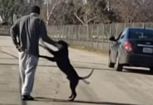 Man Tries To Abandon Dog At A Lake, But It Had Other Ideas