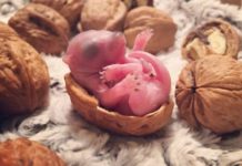 Man Finds Baby Squirrel Abandoned On His Bed, When Mom Never Returns, He Raises Her As His Own
