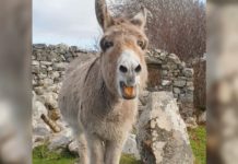 Donkey Sings To Man Who Sneaks Her Treats Each Day— Just Wait, Your Day Is About To Get So Much Better