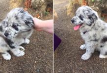 This “Oreo” Puppy Is Going Viral And Everyone’s Joining In The Trend