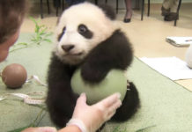 Caretakers Try Take This Baby Panda’s Favorite Ball, He Throws The Most Adorable Tantrum