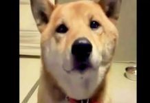 Dog ‘Barks Softly’ For Mom