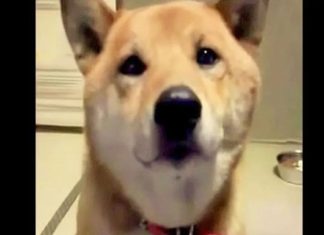 Dog ‘Barks Softly’ For Mom