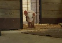 Piglet Heading To Final Destination Falls Off Truck, But Woman Who Finds Him Has A Big Decision To Make