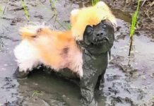 25 Heartwarming Pictures Proving That Every Single Person Needs a Dog in Their Life