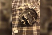Cheeky Pet Racoon Acts Innocent After Getting Caught Digging A Huge Hole In His Owner’s Couch