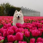 samoyed