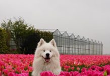Everything You Want To Know About Samoyed