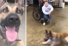 German Shepherd Fails His Service Dog Training In The Most Hilarious Way, And We’re So In Love