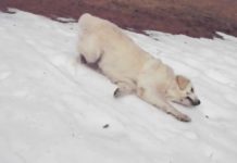 Sheep Dog Tries To Walk Down Icy Hill, When He Starts To Slide, Owner Quickly Grabs Camera