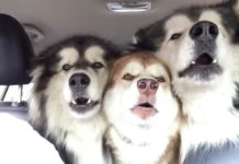 Alaskan Malamutes Treat Dad To A Song On The Way To The Groomers, They Sing In Perfect Harmony