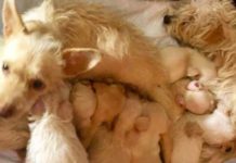 Pair of Homeless Mother Dogs Discovered In Alley Were Raising Their Puppies Together