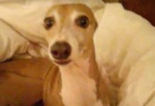 Dad Tells Greyhound A Spooky Story Before Bed, And Her Reaction Is Absolutely Priceless