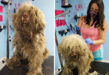 Dog Groomer Opens Shop In Middle Of Night To Give Stray Dog Haircut, Finds Real Beauty Beneath Matted Fur