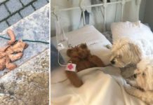 Dad Rescues Dog’s Beloved Teddy Bear Left Outside During Storm