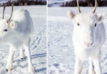 A White Reindeer Has Been Spotted In Norway, And The Pictures Are Like Something Out Of A Fairytale