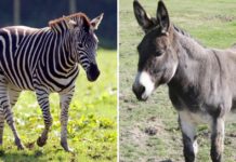 A Zebra And A Donkey Accidentally Had A Baby – This Is What It Looks Like