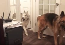 Husky Starts Howling For Mom To Follow, When He Gets To Kitchen The Problem Becomes All Too Clear