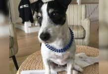 Man Reads About Stolen Dog And Then Spots Thief, When He Calls Dog’s Name His Next Move Goes Viral