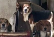 A Building Was About To Be Demolished When They Smelled 10 Beagles Inside