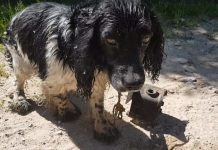 Man Ties 13lb Anchor To Dog’s Neck, Throws Him In River. Somehow, The Brave Dog Survives