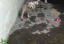 Two Dogs Stranded In Sewer Wouldn’t Stop Crying Until Someone Heard Their Call For Help