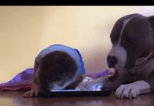 This Attention-Seeking Adorable Dog Is Jealous Of The iPad