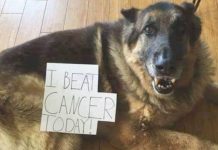 Some Great News Here! 15 Dogs Who Beat Cancer Will Make Your Day