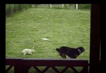 Dog Makes A Very Unusual Friend!