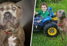 Dogs Bark Furiously At Bush In Backyard-when G’ma Sees Why, She Grabs The Kids And Runs