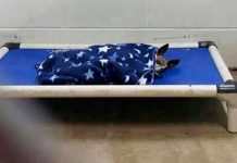 Senior Chihuahua From Viral Photo At Shelter Finds The Perfect Family