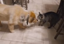 Cat’s Emotional Reaction To Being Reunited With Blind Dog Is Amazing