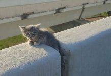 Tiny Kitten Stuck Between Concrete Blocks On Busy Road Is Saved By A Passerby