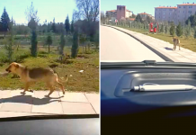 A Man Notices Stray Dog Carrying A Bowl Of Food And Decides To Follow Her