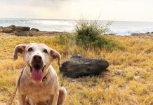 Senior Dog Adopted After Seven Years At Shelter Is Transformed By Family Life
