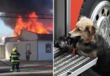 Firefighters Rush To Put Out Blaze, Then See Dog Run Out With Something In Her Mouth